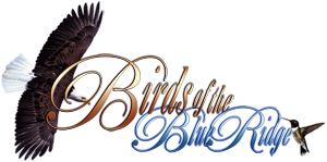 Birds of the Blue Ridge - Smoky Mountains