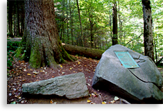 History of Joyce Kilmer Memorial Forest