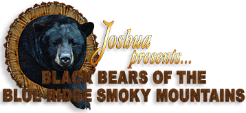 Black Bears of the Blue Ridge - Smoky Mountains