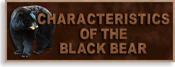 Characteristics of the Black Bear