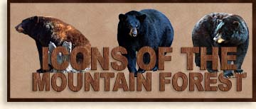 Black Bears Icons of the Mountain Forest