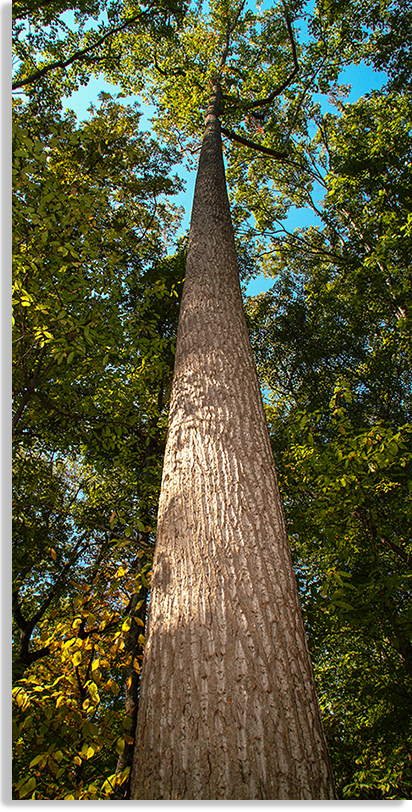 Giant Trees of the Old Growth Forest at Chimney Rock State Park
