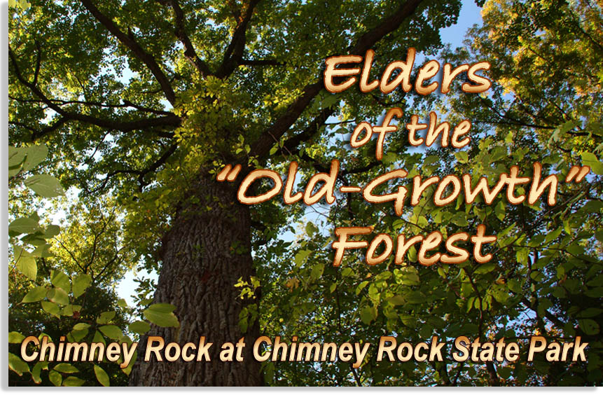 Elders of the Old Growth Forest at Chimney Rock State Park