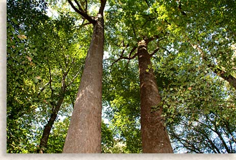 Cathedral Trees in Joyce Kilmer Memorial Forest