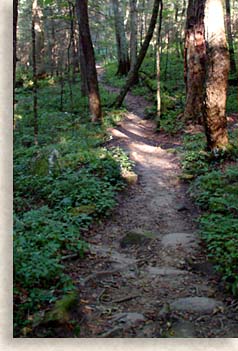 winding trail in Joyce Kilmer Memorial Forest