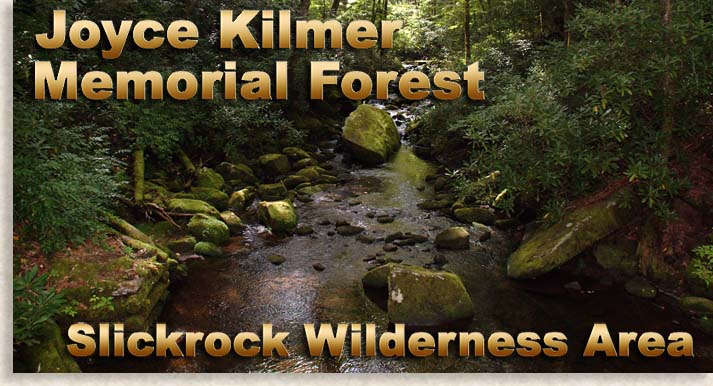 Enter Joyce Kilmer Memorial Forest
