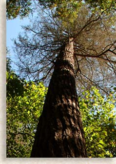Hemlock Tree with a pine needle disease