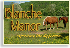 Horseback Riding on the border of Blue Ridge and the Ocoee River