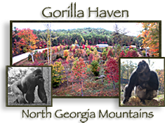 Gorilla Haven in the North Georgia Mountains