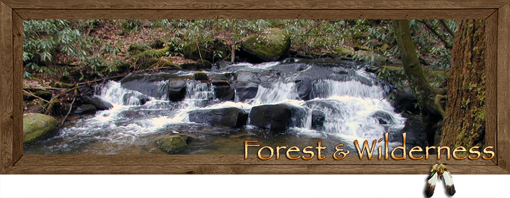 Forest & Wilderness surrounding Fannin County