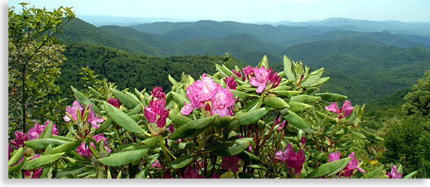 Blue Ridge Parkway and Rhododendrons