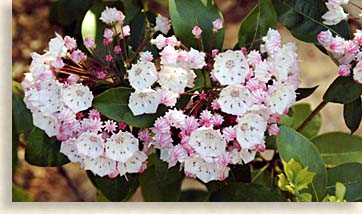 Mountain Laurels in Haywood County North Carolina