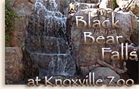 Black Bear Falls