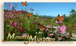 Monarch Migration
