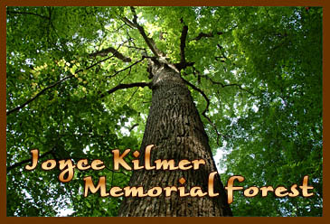 Joyce Kilmer Memorial Forest