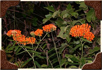 Butterfly Weed