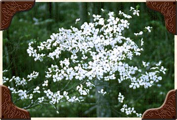 White Dogwood