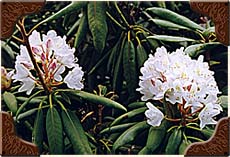 White Rhododendron