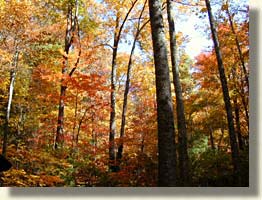 Appalachian Trail at Dick's Gap