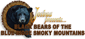 Black Bears of the Blue Ridge Smoky Mountains