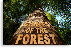 Giants of the Forest