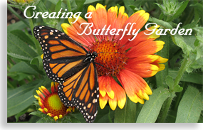 Creating a Butterfly Garden