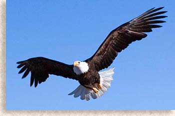 Bald Eagle in flight