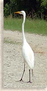 Egret