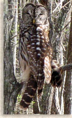 Barred Owl