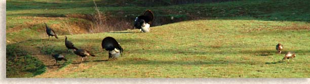 Wild Turkeys in the Field