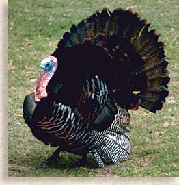 Wild Turkey