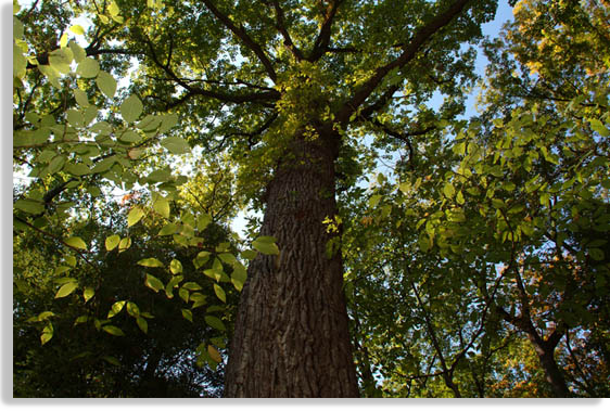 Example of a Tree from the Old Growth Forest at Chimney Rock State Park