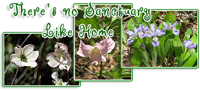 Catesby’s Trillium, Native Dogwood, Dwarf Irises