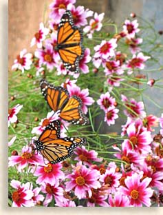 Butterfly Gardens