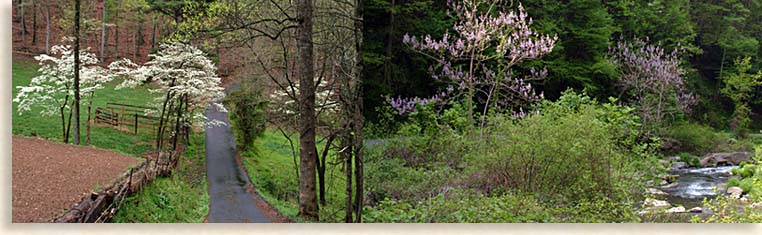 Dogwoods and Wisteria in the Blue Ridge Smoky Mountains