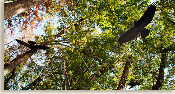 Falcons along the Woodland Trail at Chimney Rock State Park