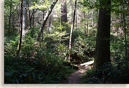 Forest at Joyce Kilmer Memorial Forest