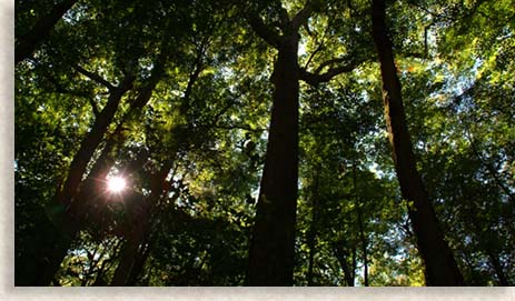 Sunlight through dark trees at Joyce Kilmer