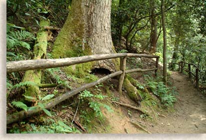 Joyce Kilmer Memorial Trail