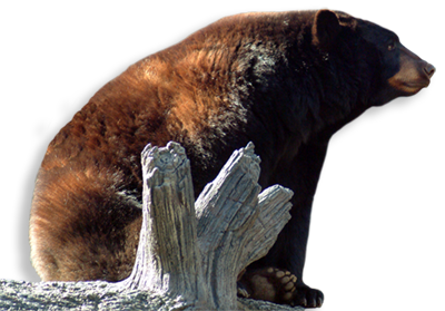 Highlander Cinnamon Black Bear