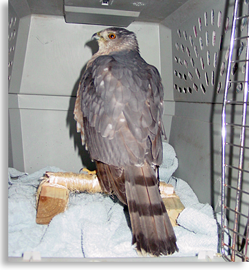 Stormy, Cooper's Hawk