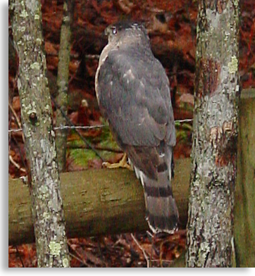 Stormy, Cooper's Hawk