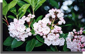 mountain laurels