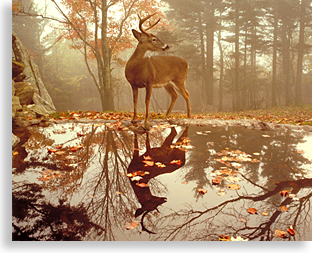 Grandfather Mountain