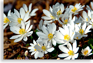 Bloodroot