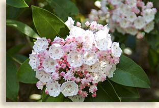 Mountain Laurel - Mountain Ivy