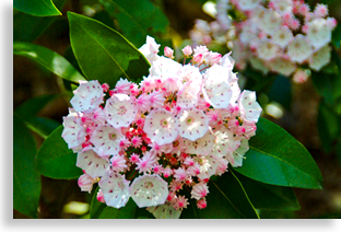 Mountain Laurel - Mountain Ivy