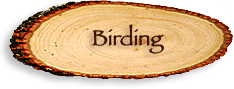 BIrding in the Mountains