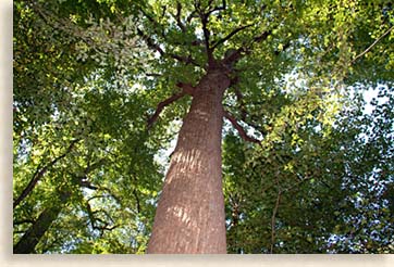 Joyce Kilmer Memorial Forest