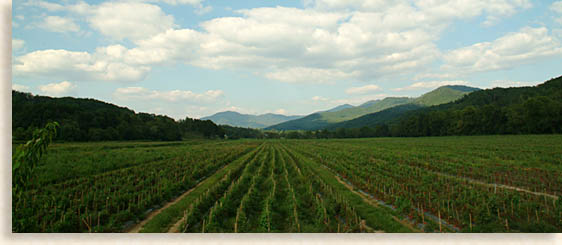 Mission Valley Farms in Peachtree North CArolina